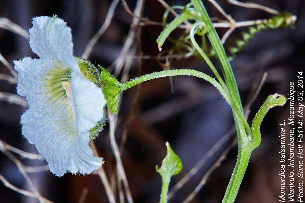 Momordica balsamina