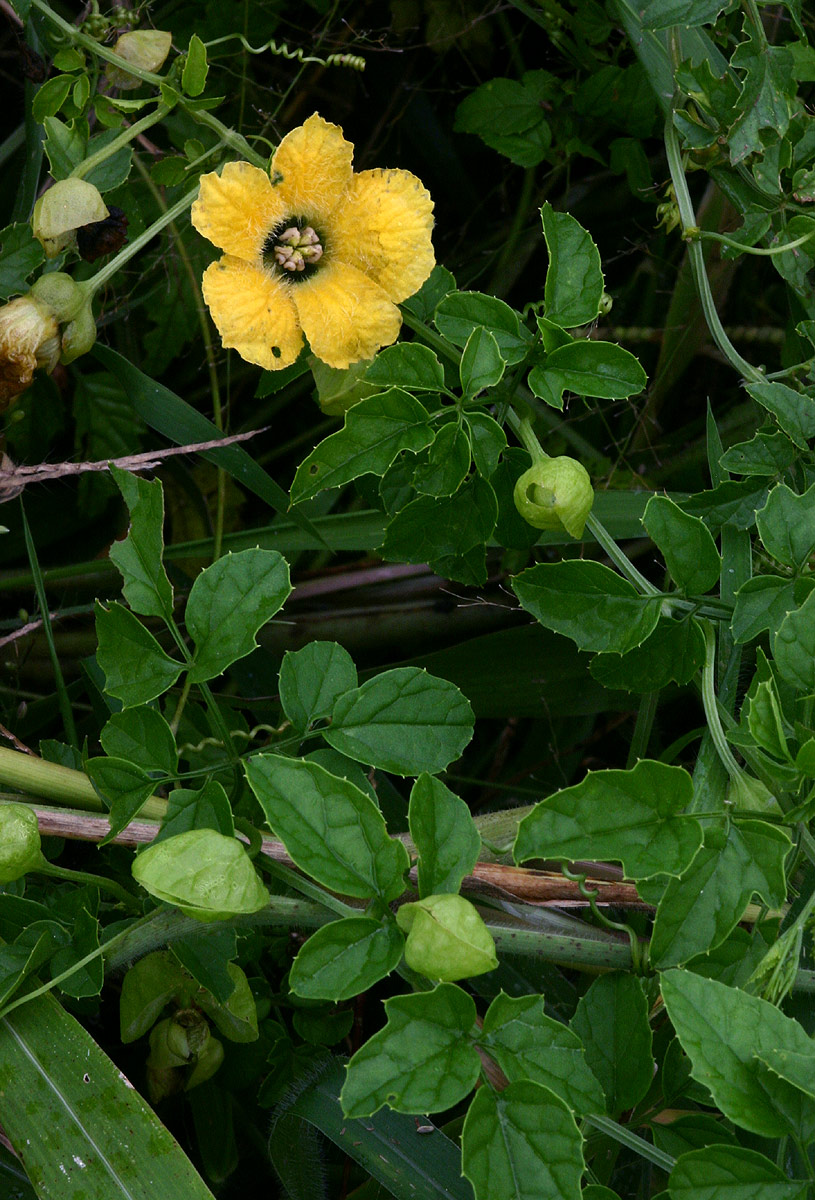 Momordica cardiospermoides