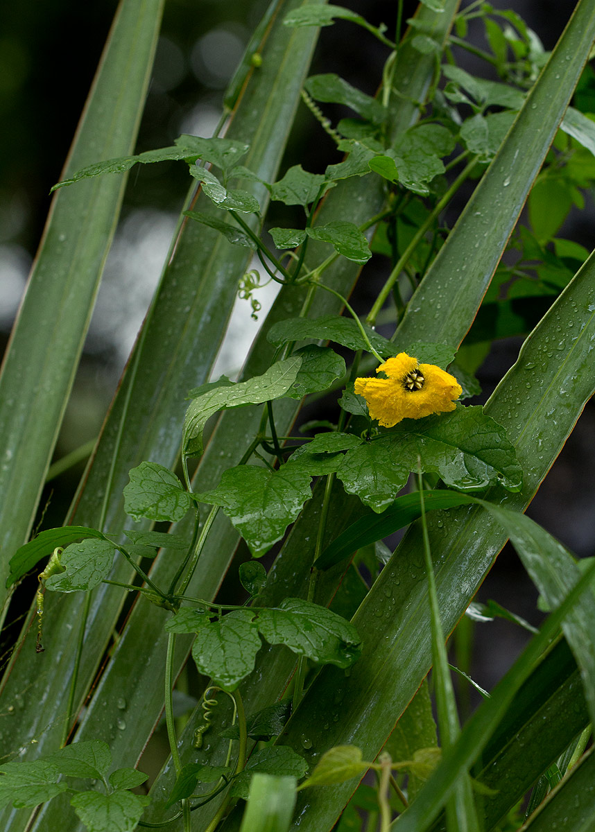 Momordica cardiospermoides Momordica cardiospermoides