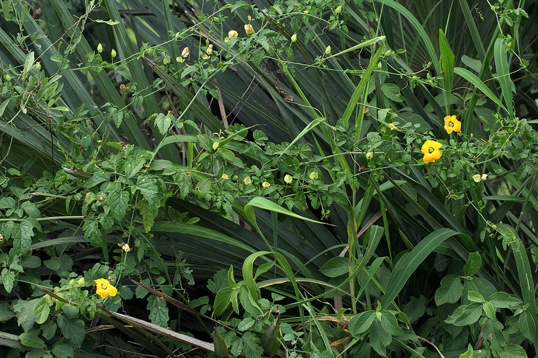 Momordica cardiospermoides