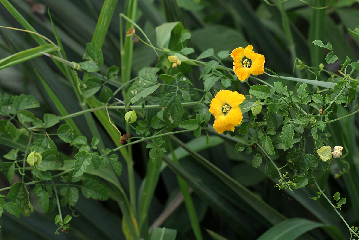 Momordica cardiospermoides