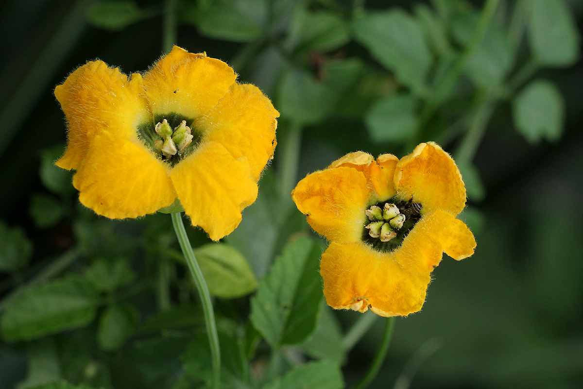 Momordica cardiospermoides