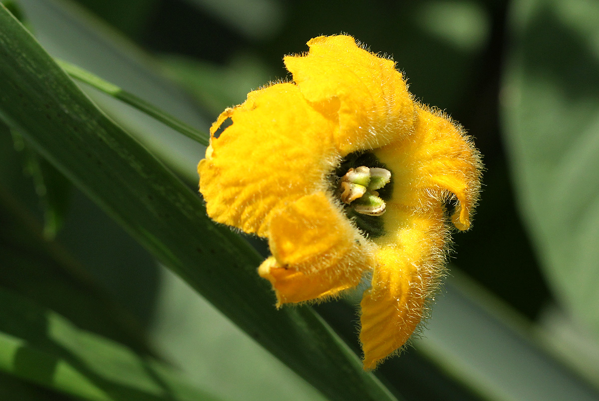 Momordica cardiospermoides