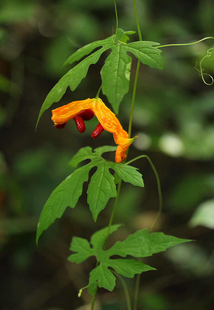 Momordica charantia subsp. charantia