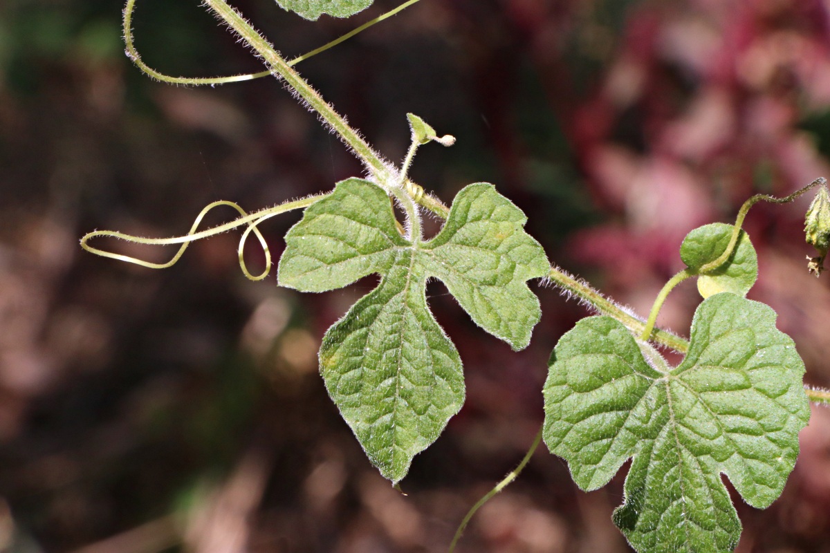 Momordica charantia subsp. charantia