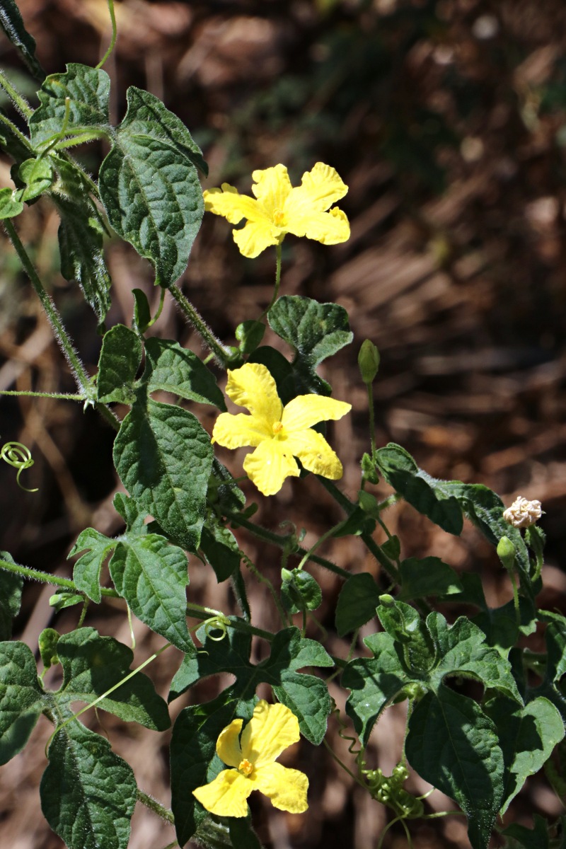 Momordica charantia subsp. charantia