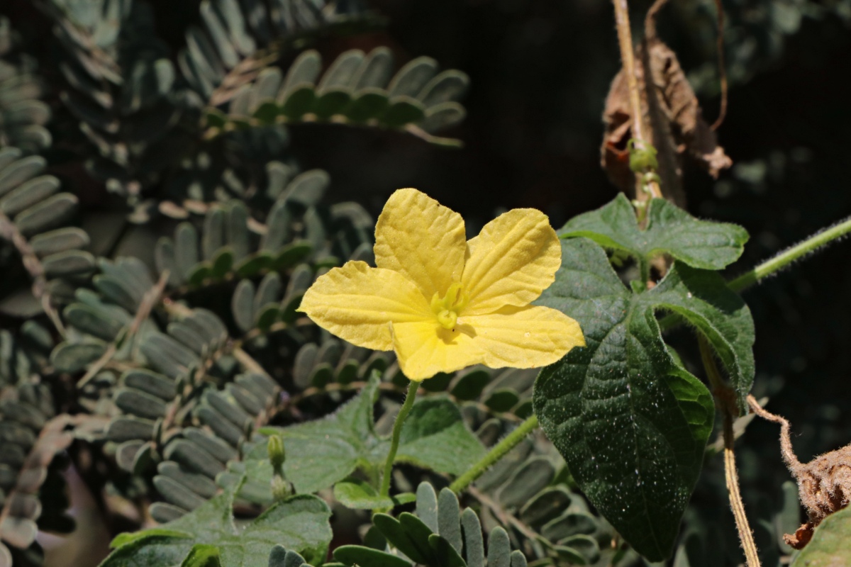 Momordica charantia subsp. charantia