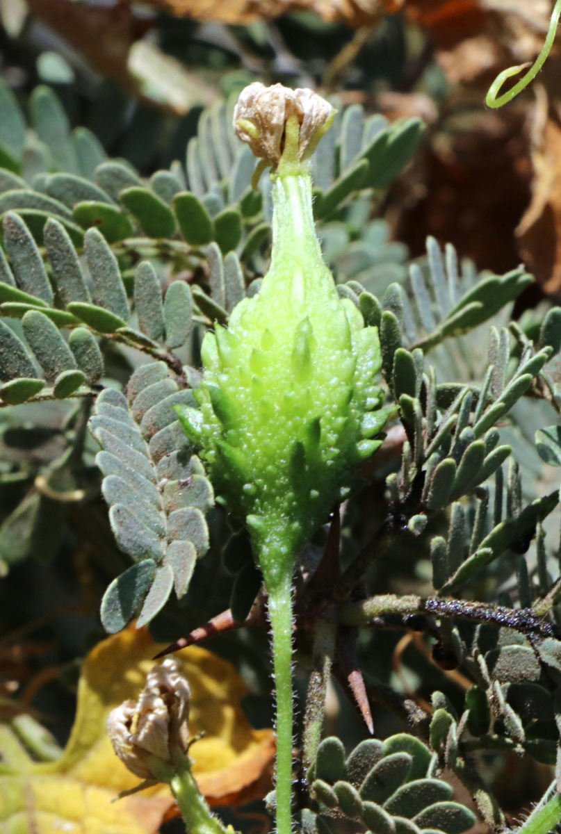 Momordica charantia subsp. charantia