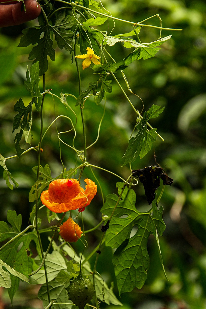 Momordica charantia subsp. charantia