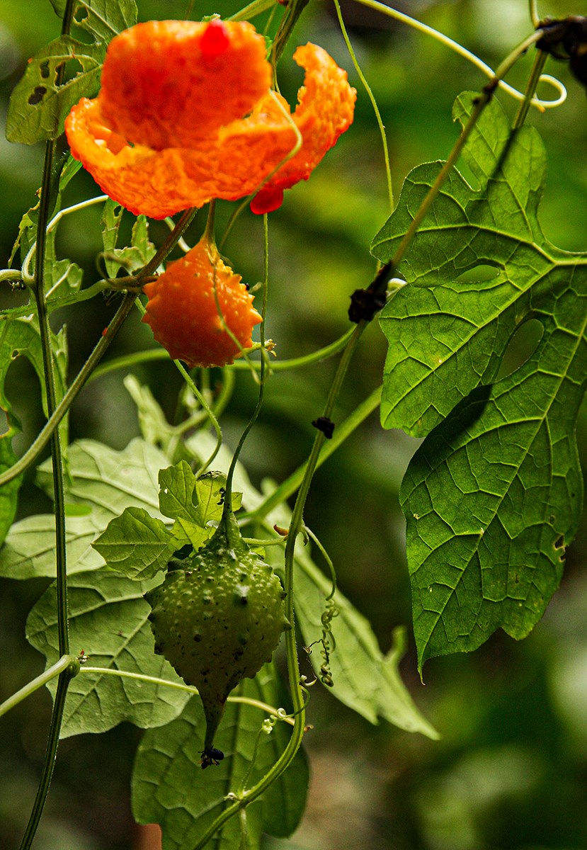 Momordica charantia subsp. charantia