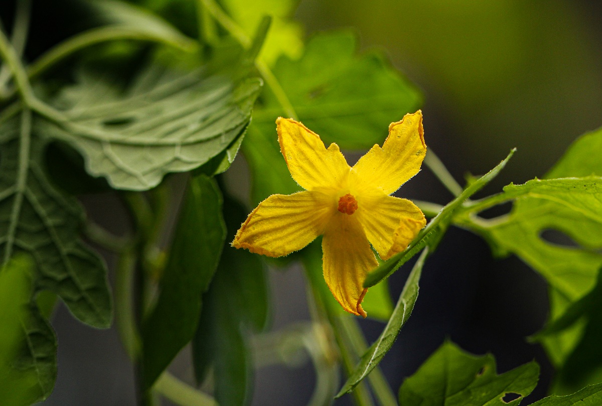 Momordica charantia subsp. charantia