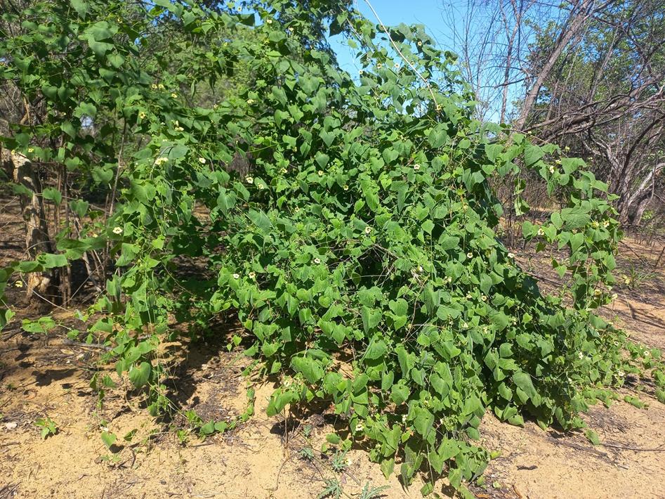 Momordica corymbifera