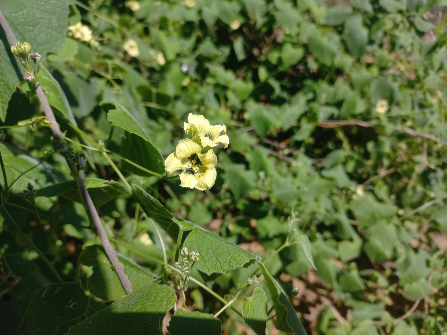 Momordica corymbifera