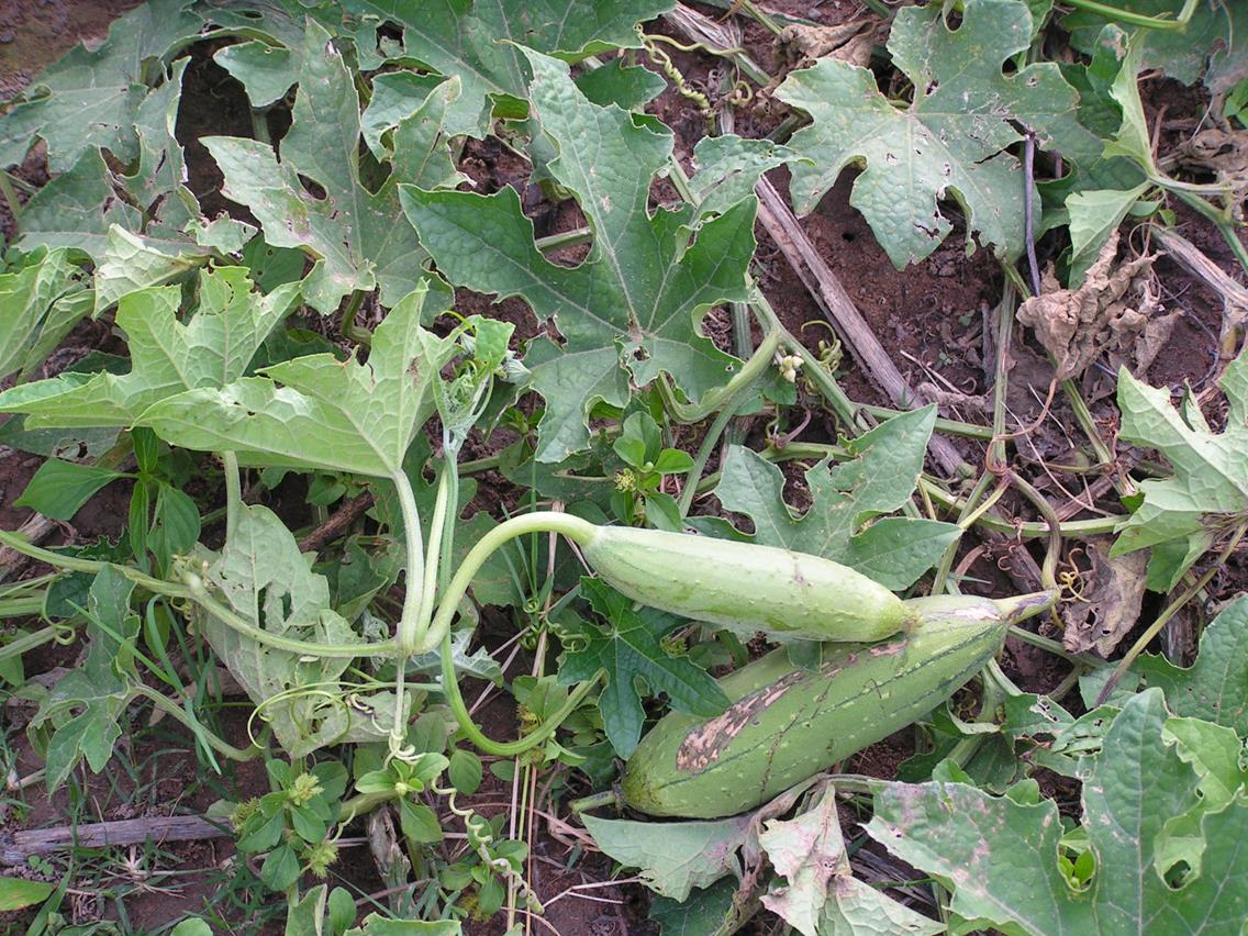 Luffa cylindrica