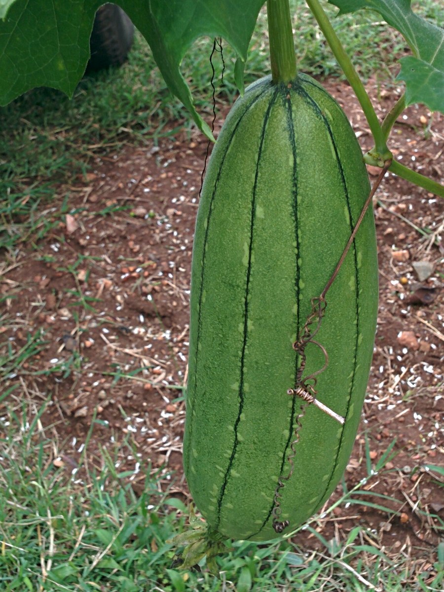 Luffa cylindrica