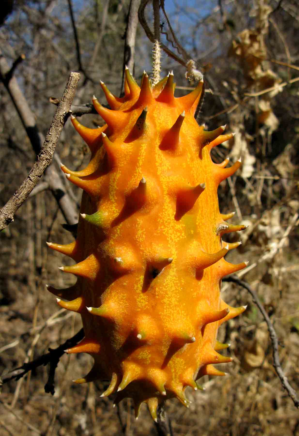 Cucumis metuliferus