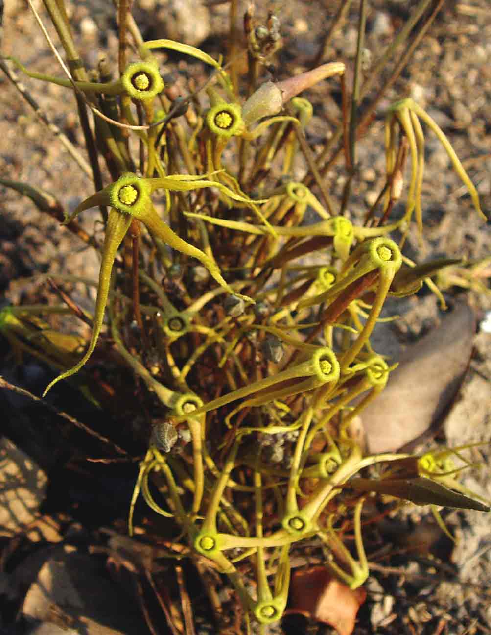 Trochomeria macrocarpa subsp. macrocarpa