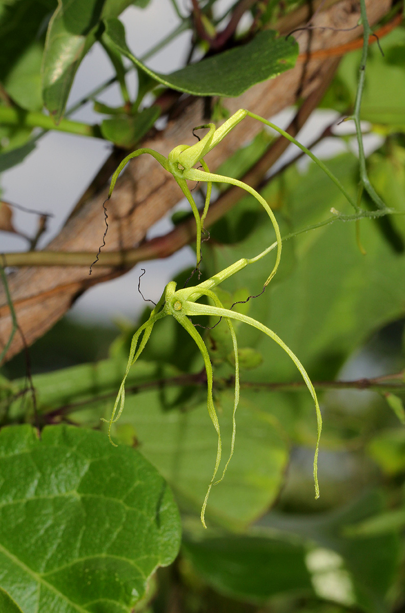 Trochomeria macrocarpa subsp. macrocarpa
