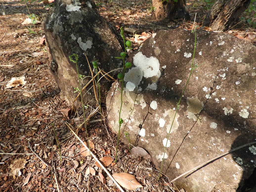 Trochomeria polymorpha