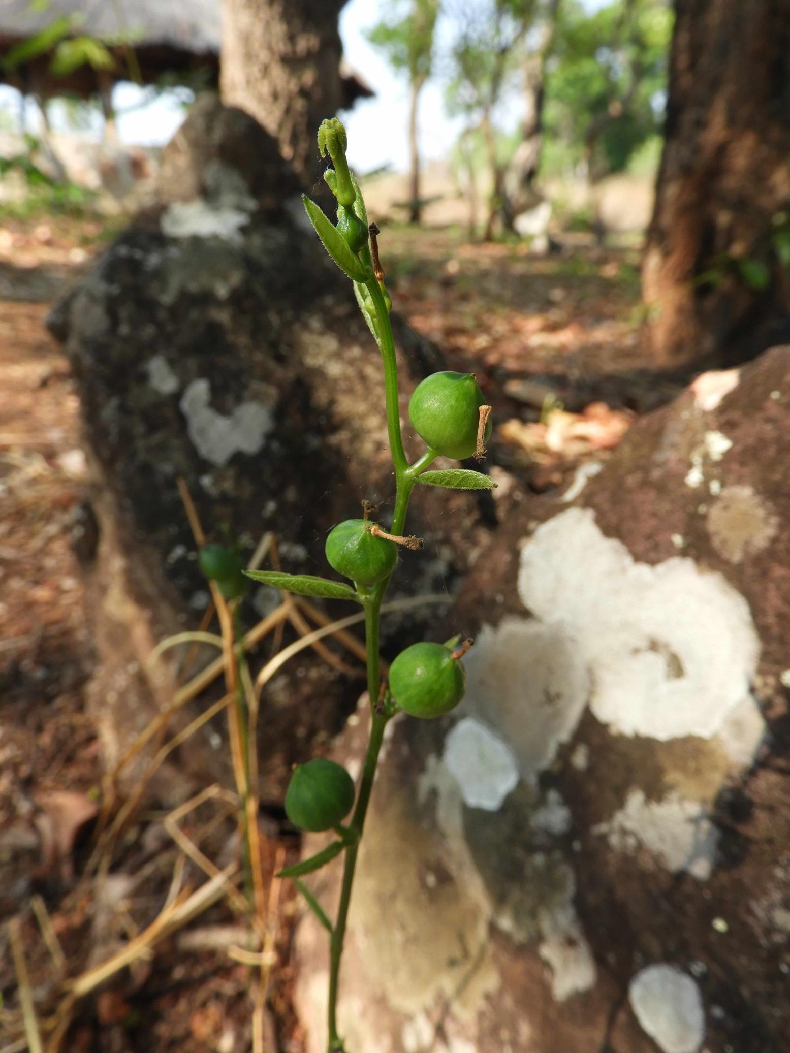 Trochomeria polymorpha