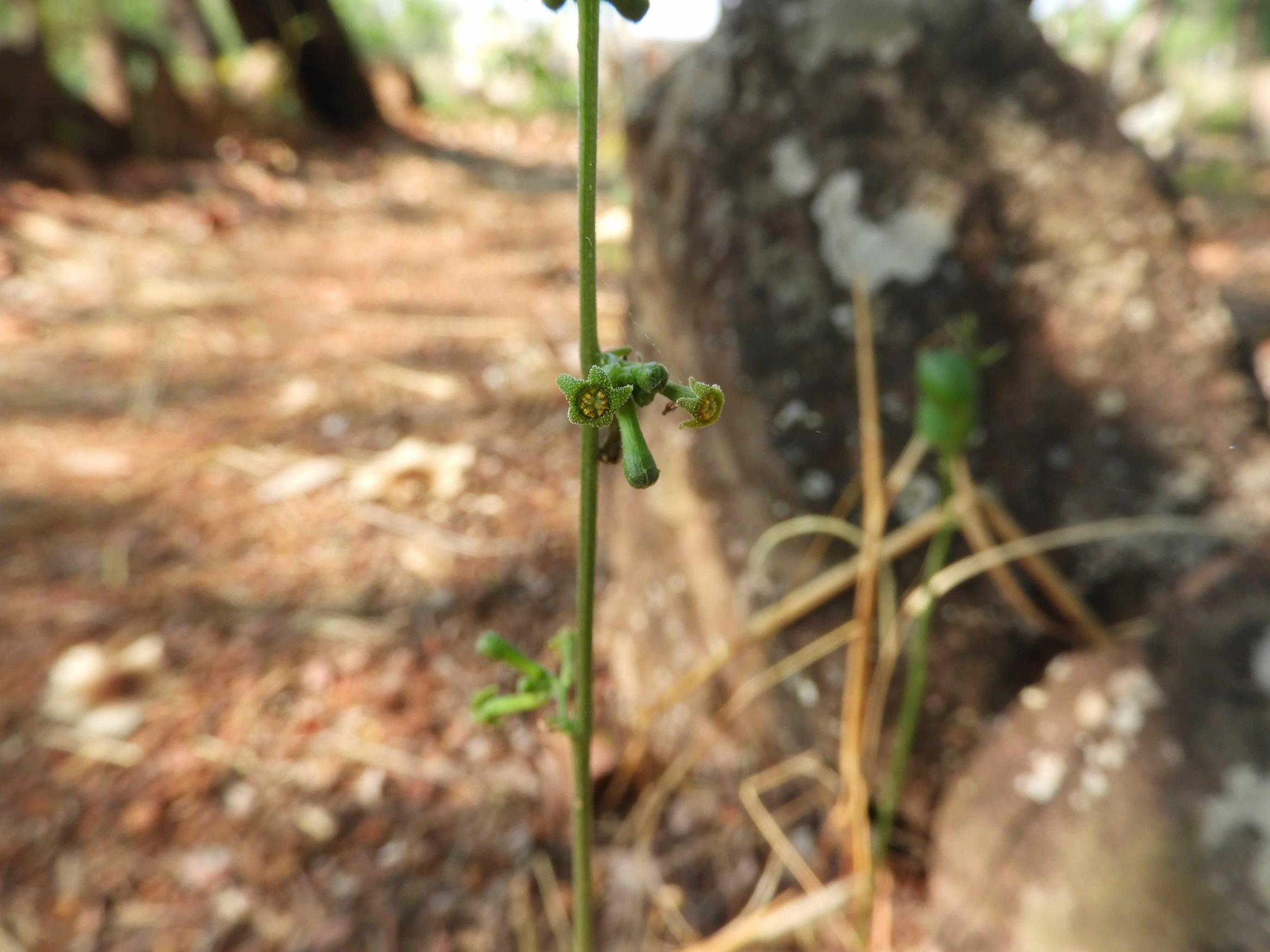 Trochomeria polymorpha
