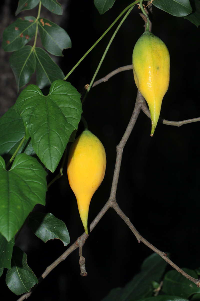 Eureiandra fasciculata