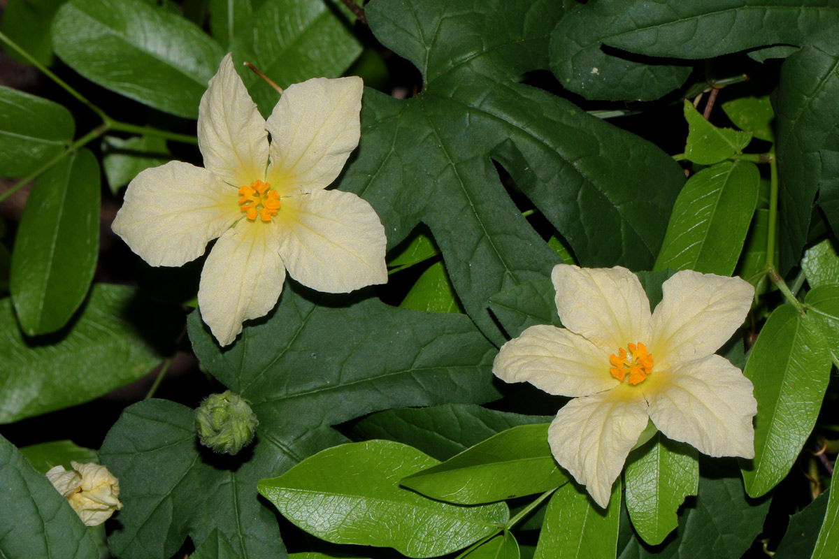 Eureiandra fasciculata