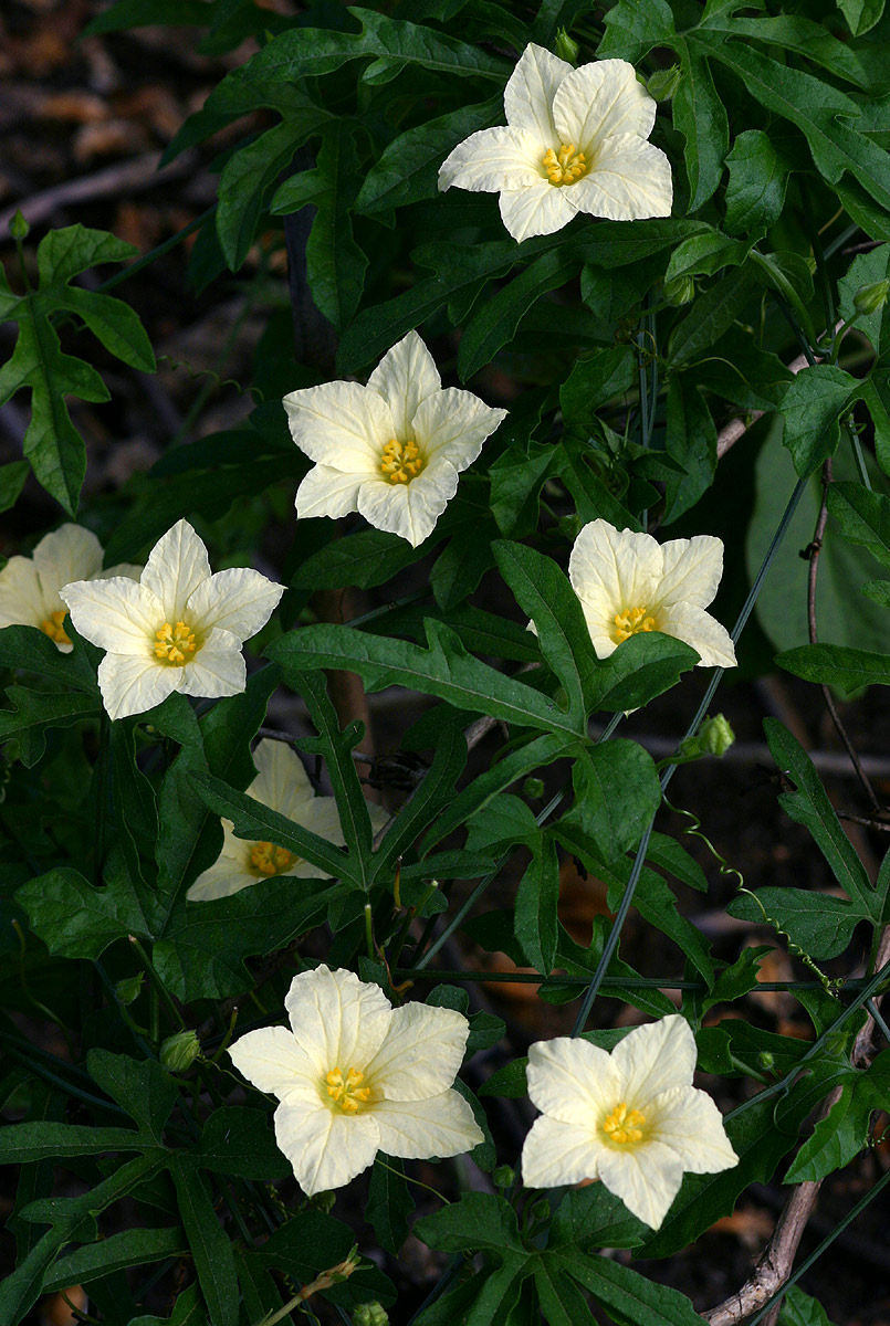 Eureiandra fasciculata