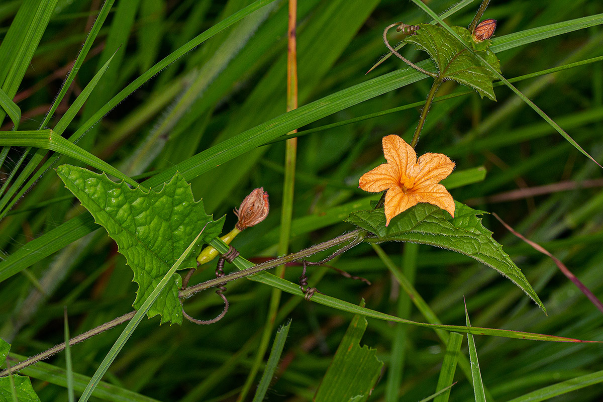 Coccinia adoensis Coccinia adoensis