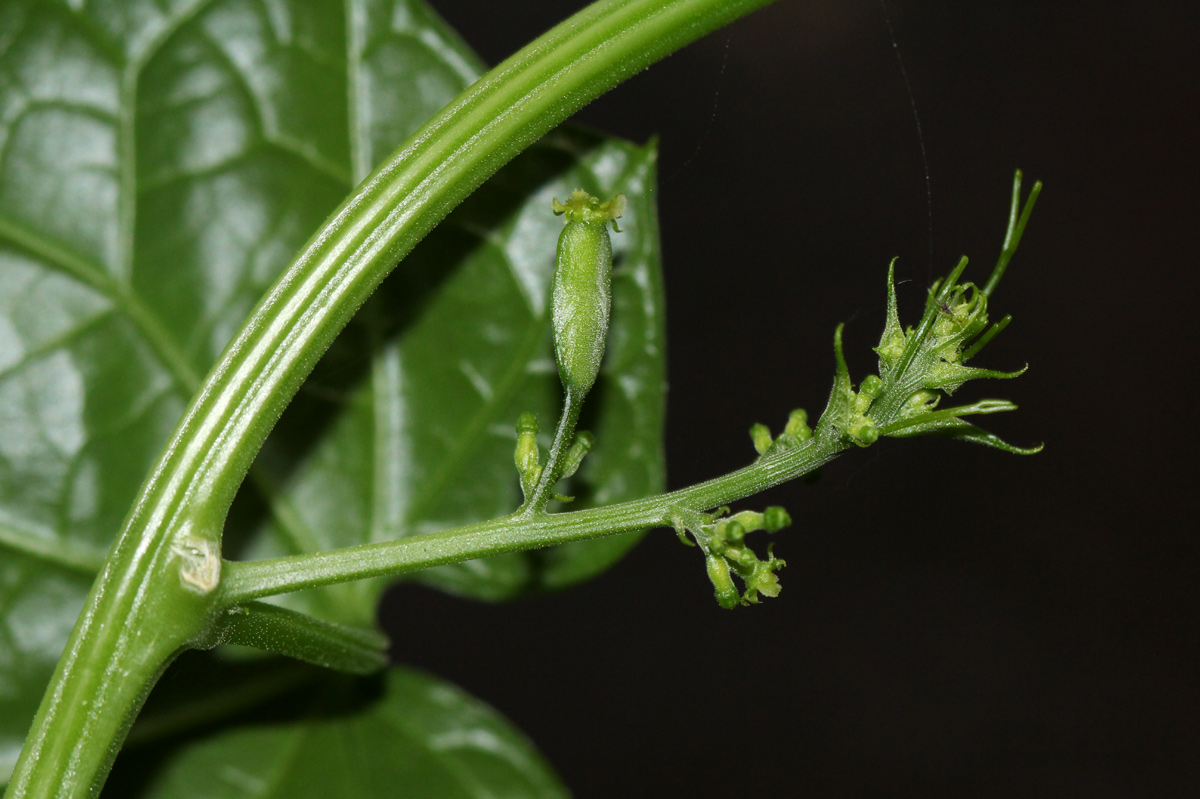 Cyclantheropsis parviflora