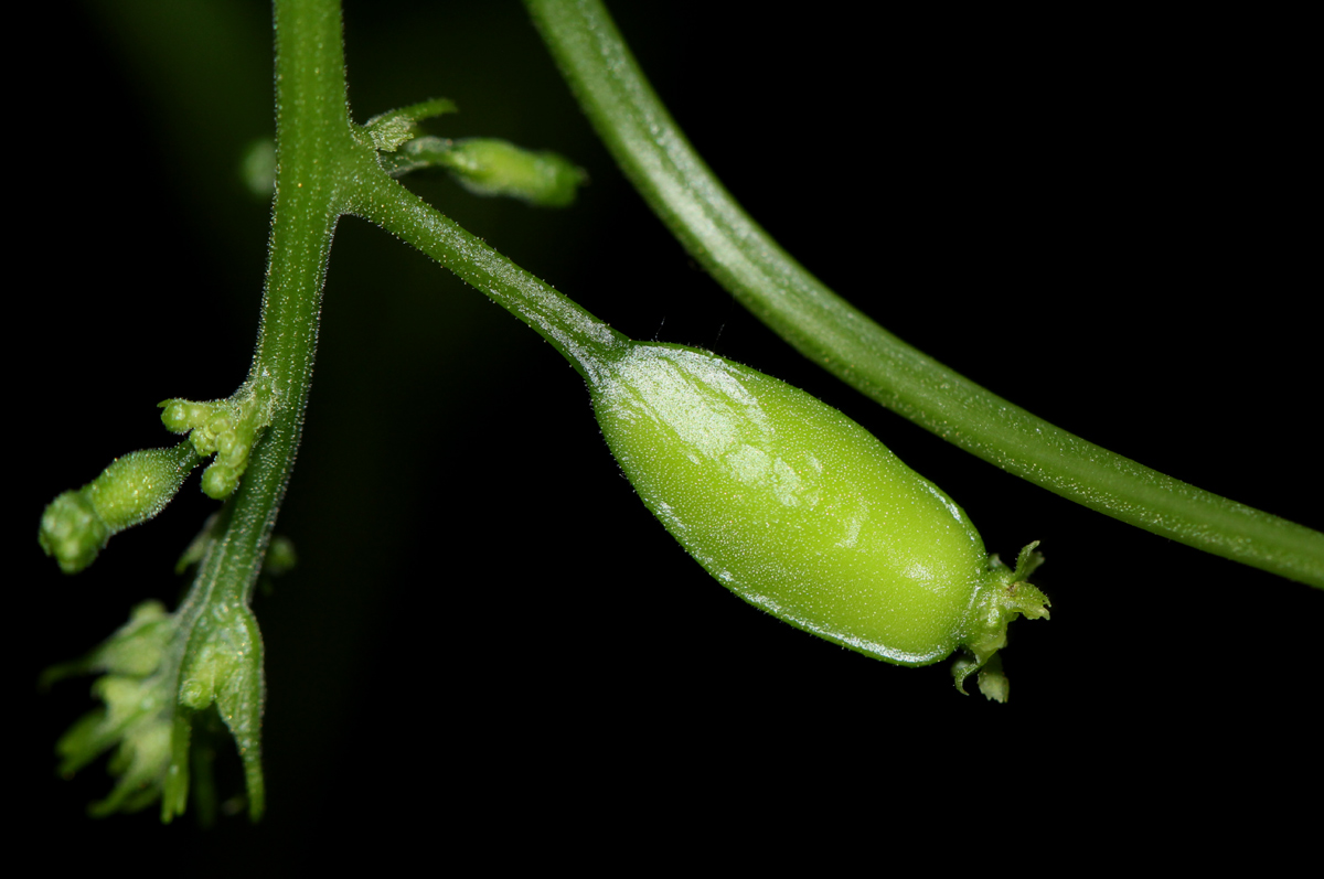 Cyclantheropsis parviflora