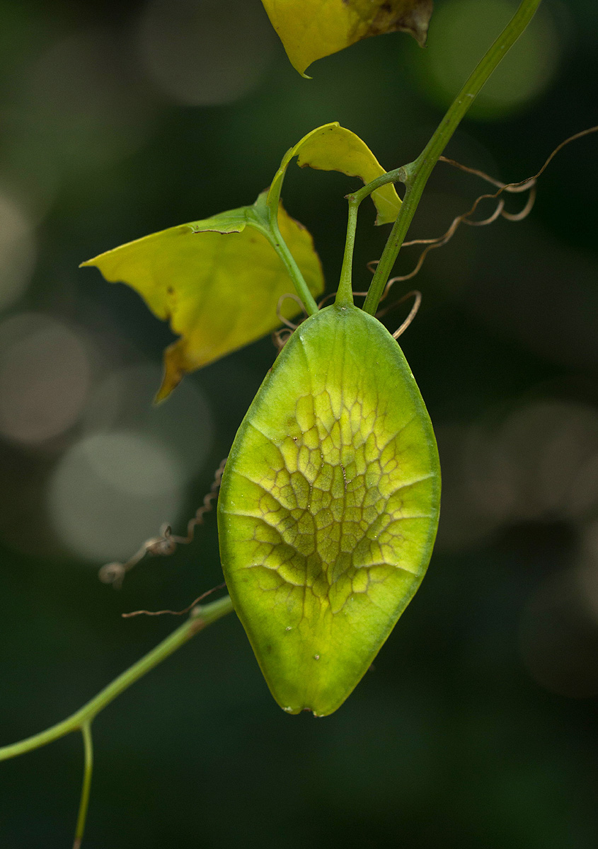 Cyclantheropsis parviflora