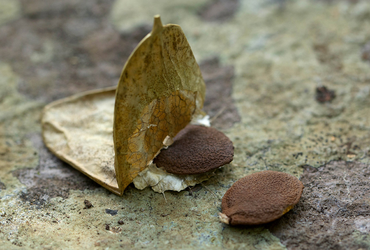 Cyclantheropsis parviflora