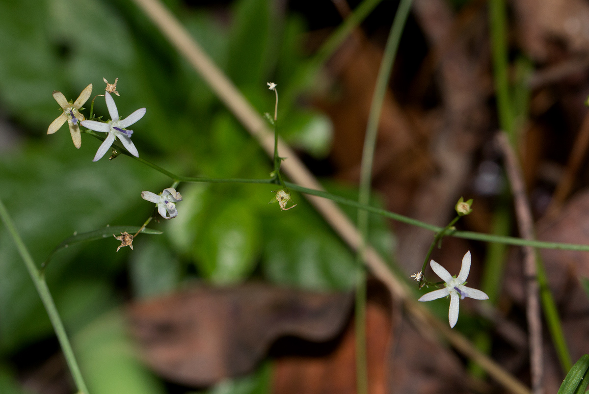 Wahlenbergia abyssinica