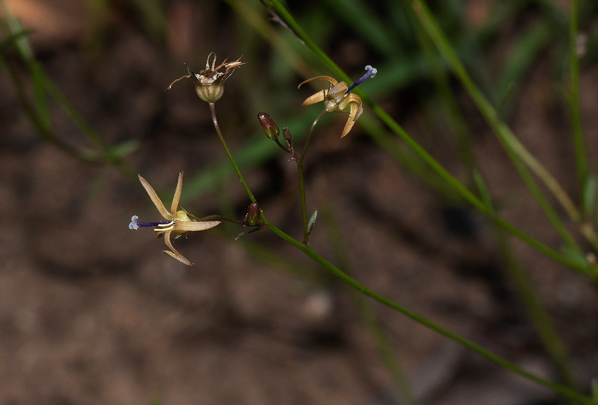 Wahlenbergia abyssinica