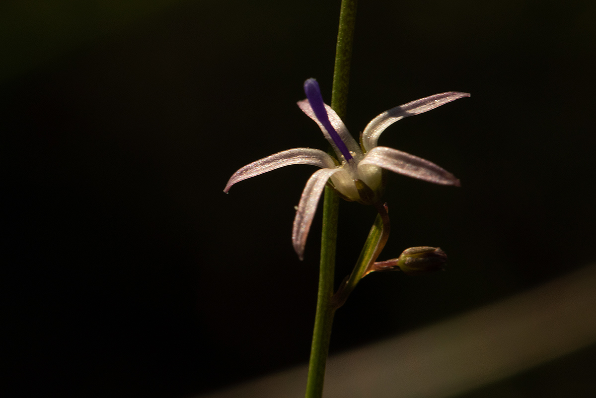 Wahlenbergia abyssinica