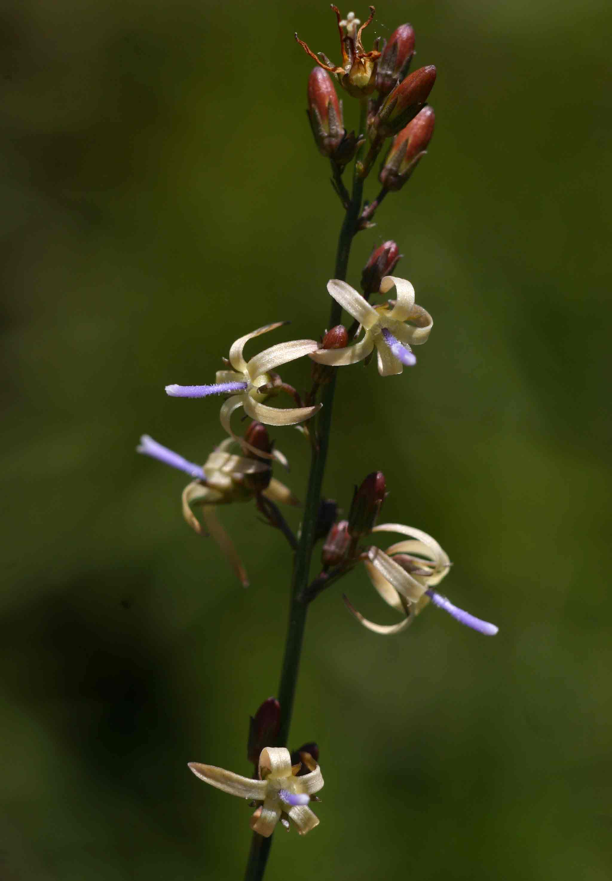Wahlenbergia abyssinica