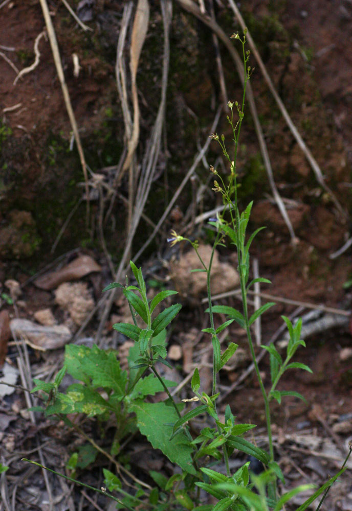 Wahlenbergia abyssinica