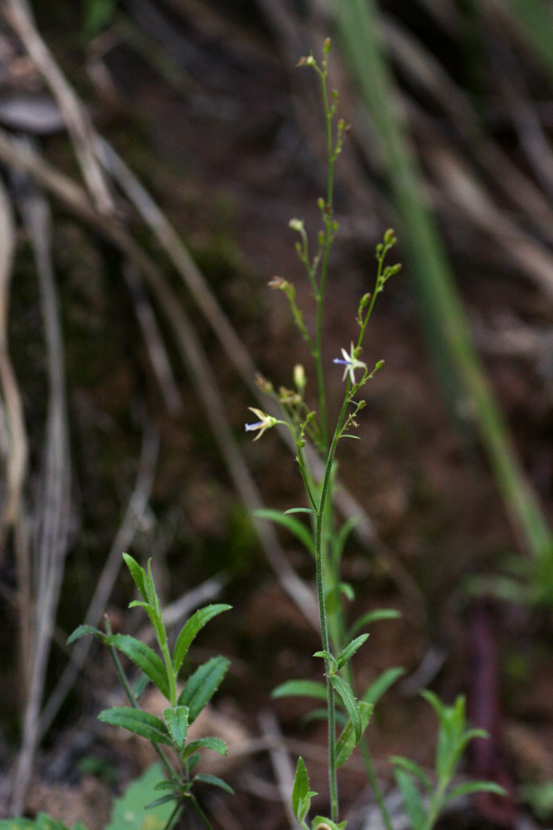 Wahlenbergia abyssinica