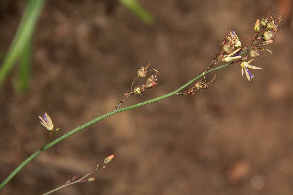 Wahlenbergia abyssinica