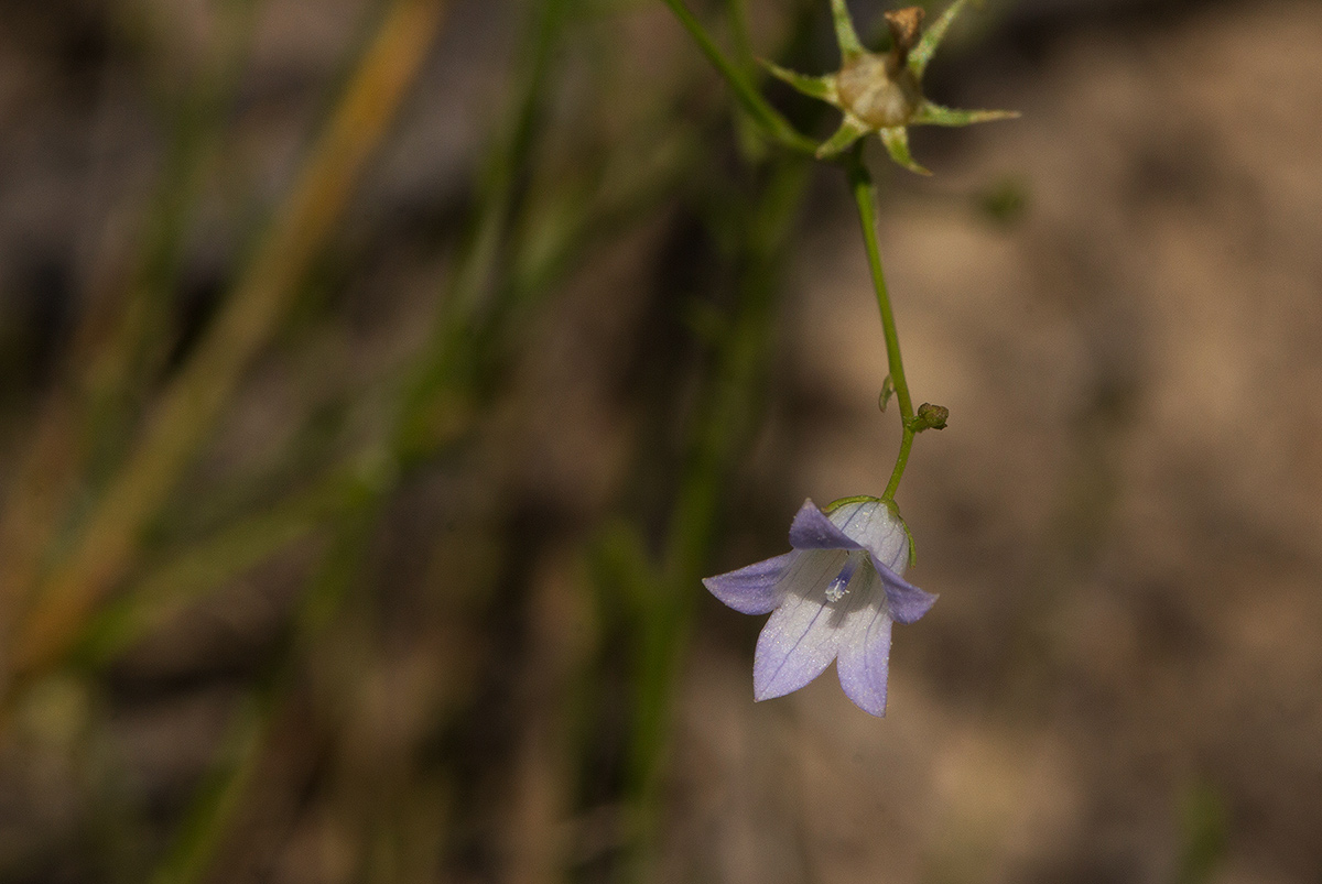 Wahlenbergia banksiana