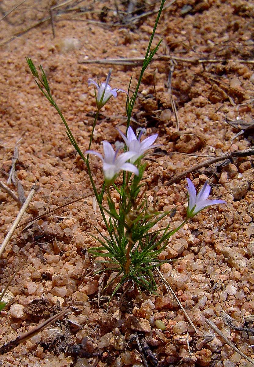 Wahlenbergia denticulata