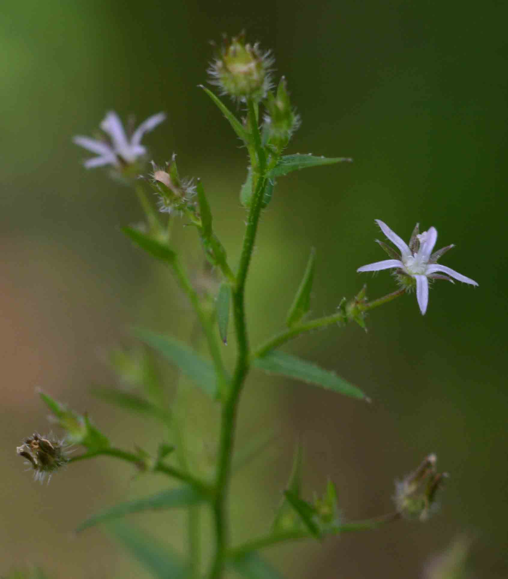 Wahlenbergia erecta