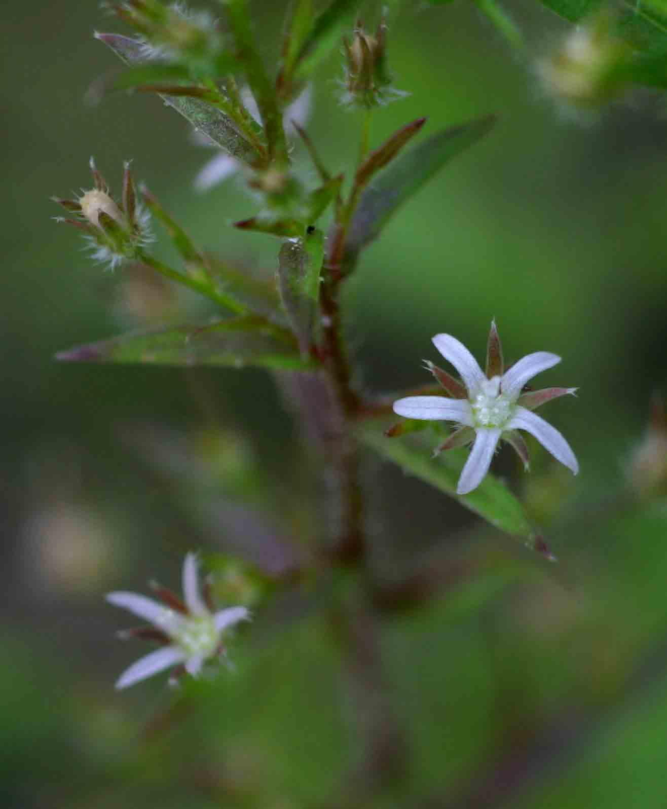 Wahlenbergia erecta