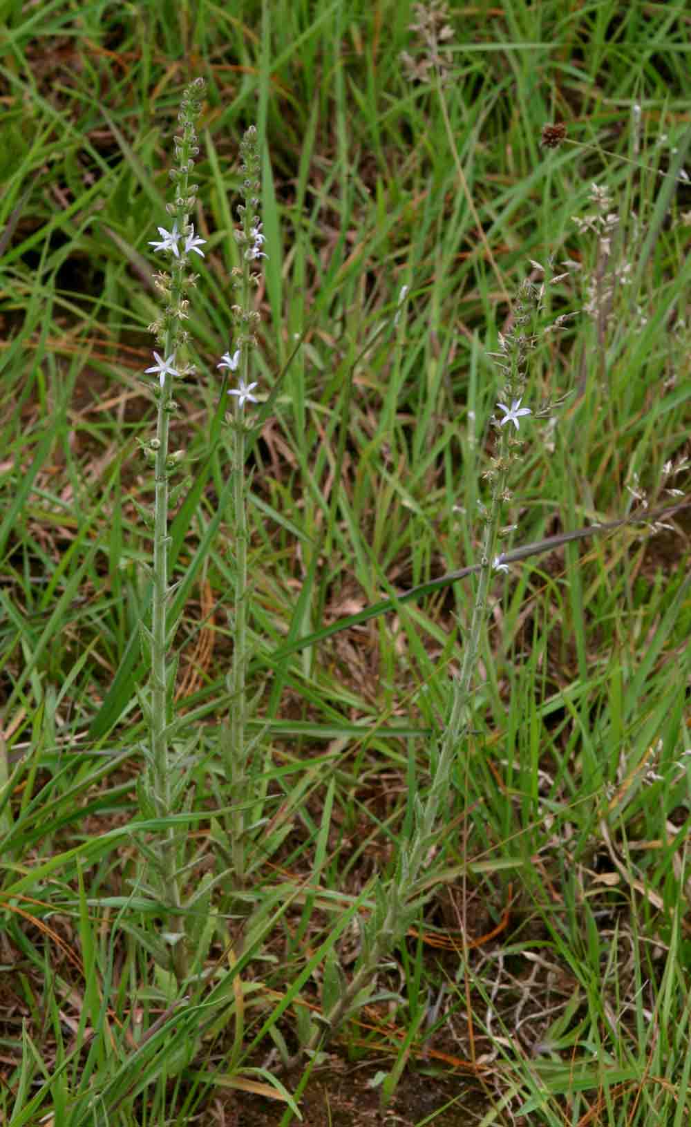 Wahlenbergia napiformis Wahlenbergia napiformis