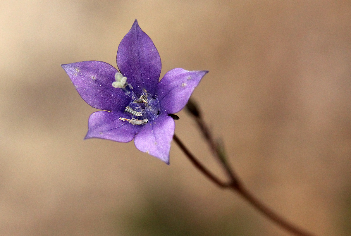 Wahlenbergia undulata Wahlenbergia undulata