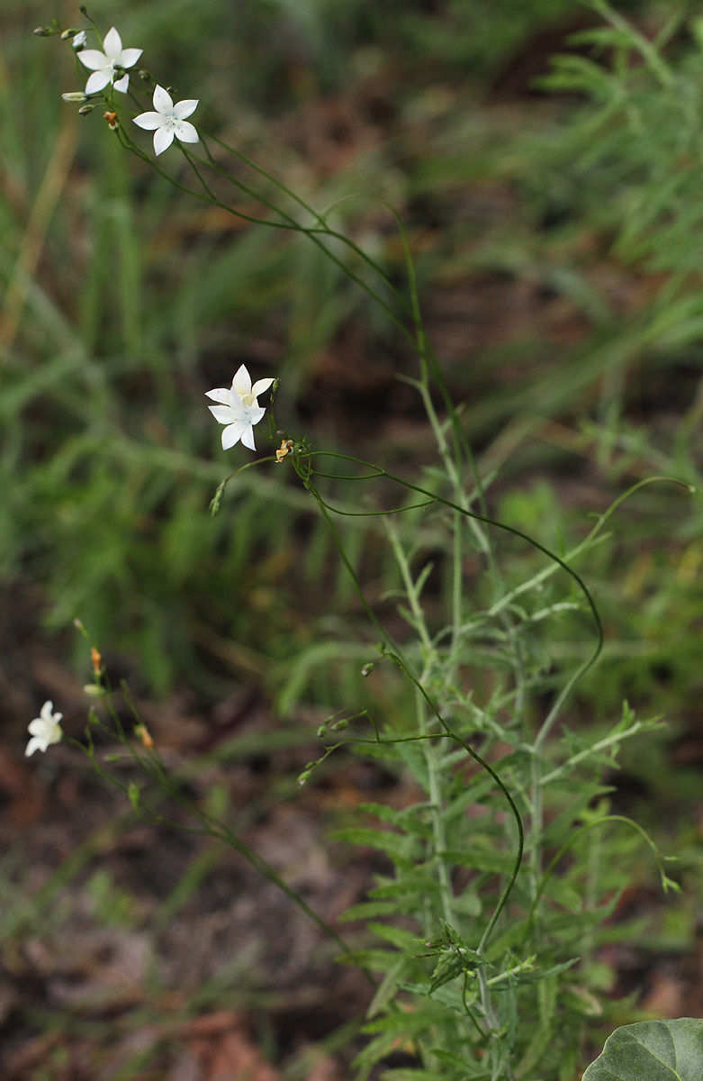 Wahlenbergia undulata Wahlenbergia undulata