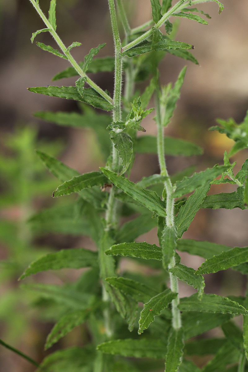 Wahlenbergia undulata