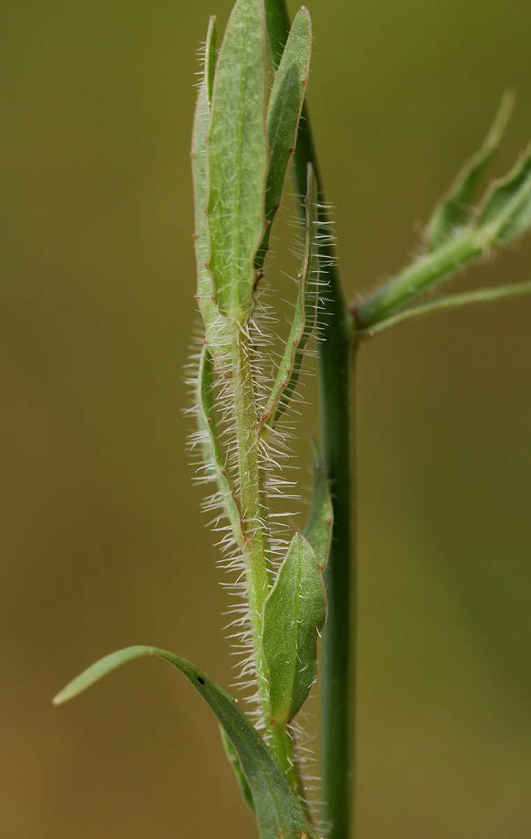 Wahlenbergia undulata Wahlenbergia undulata
