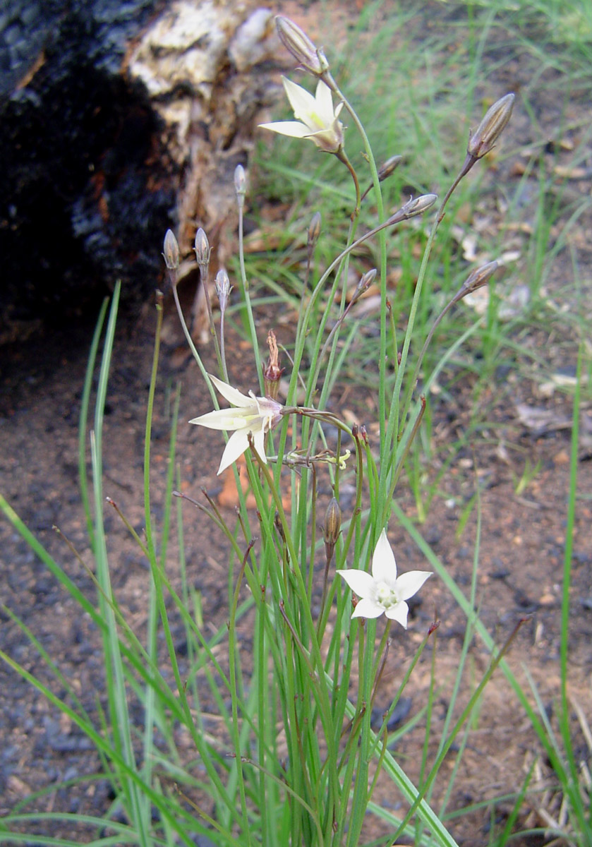 Wahlenbergia virgata